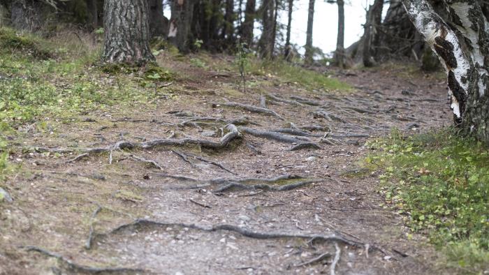 Rötter på en skogsstig.