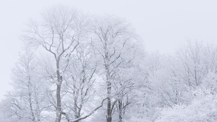 Snöiga träd i vinterlandskap.