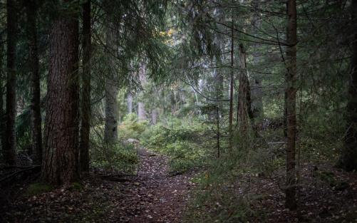 En mörk liten stig i skogen.