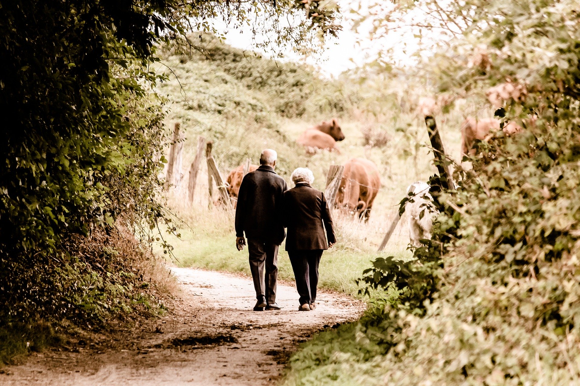 Äldre man och kvinna går på skogsväg. Längre bort skymtar kor i en hage.