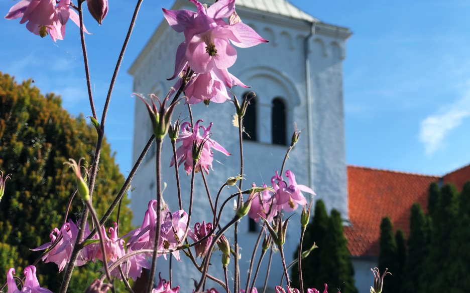 I förgrunden rosa blommor. I bakgrunden ser man Anderslövs kyrka, ur fokus.