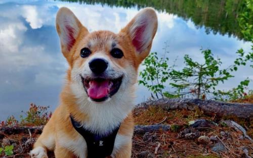 En glad hund sitter på en kulle med en sjö i bakgrunden.