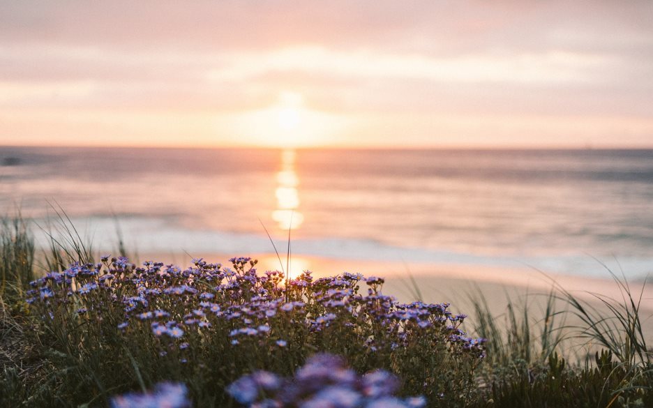 Solnedgång och blommor i förgrunden
