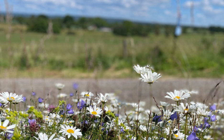 Prästkragar och blåklockor och andra sommarblommor blommar i en dikeskant