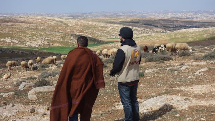 Två män står och tittar på får. 