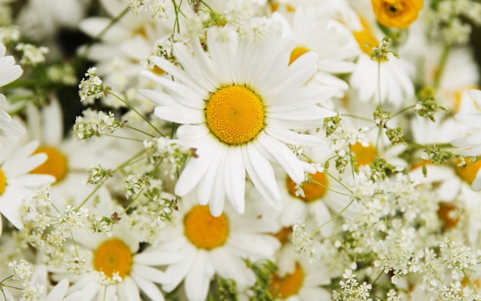En blombukett med prästkragar.