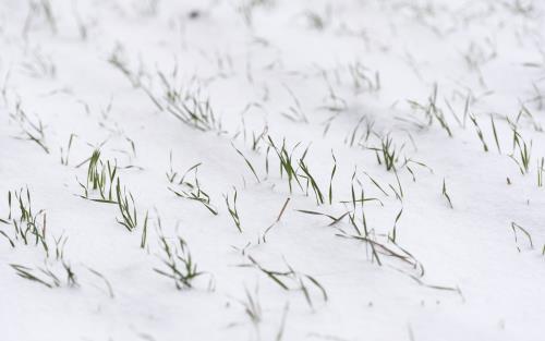 Närbild på den första snön på en odlad mark.