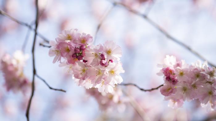 Närbild på blommorna i ett körsbärsträd.