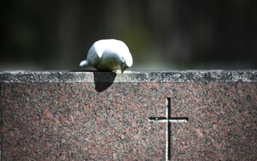 En vit prydnadsduva sitter på en gravsten.