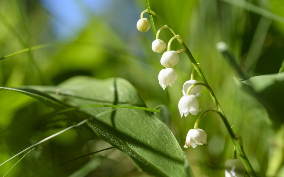 Närbild på blommande liljekonvalj.