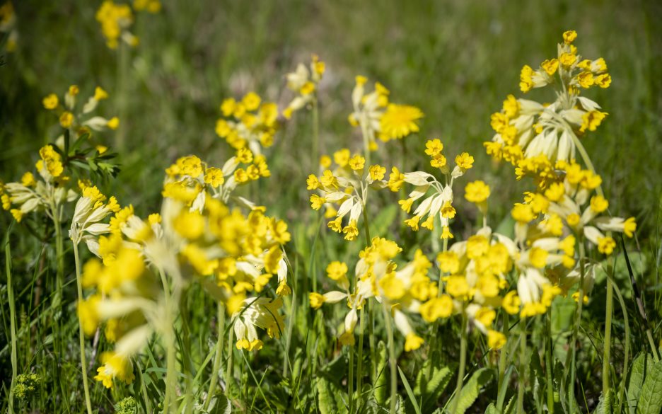 Blommande gullvivor på en äng.