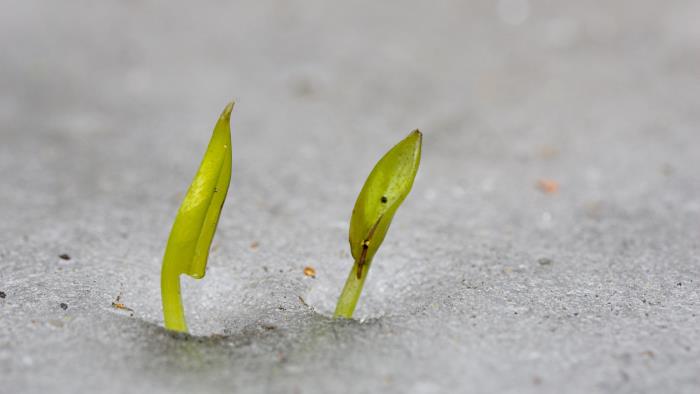 Närbild på två små groddar som växer upp ur små hål genom isen.