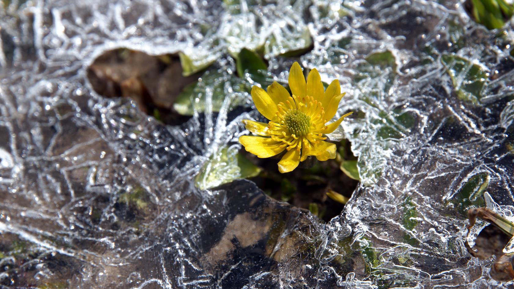 En liten gul blomma sticker upp genom ett hål i istäcke på marken.