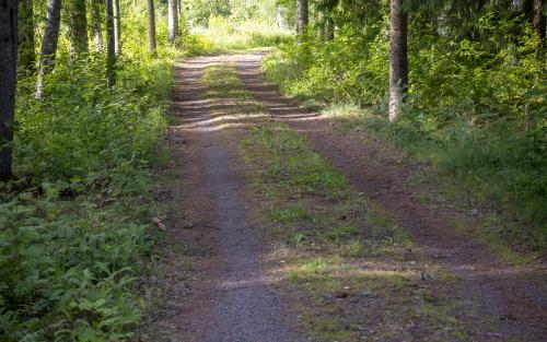 En grusväg med mittsträng av gräs går genom skogen.