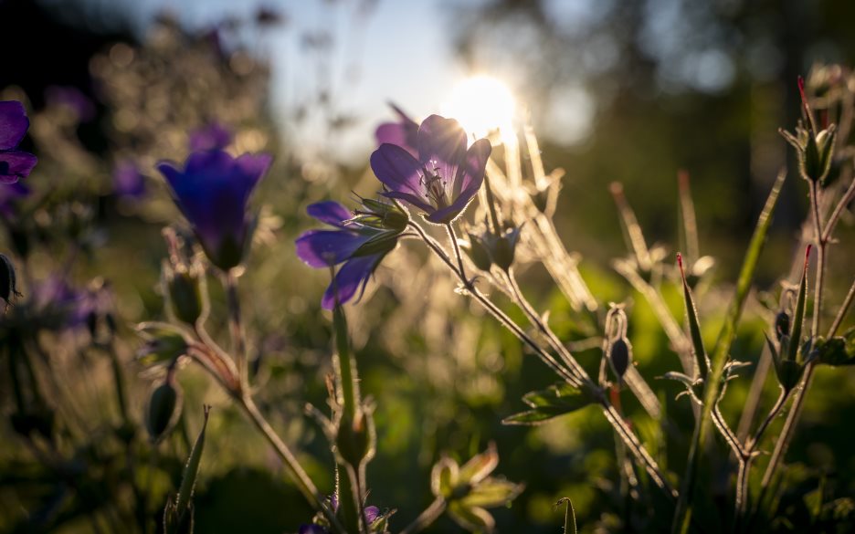 Närbild på lila sommarblommor. Solen lyser i bakgrunden.