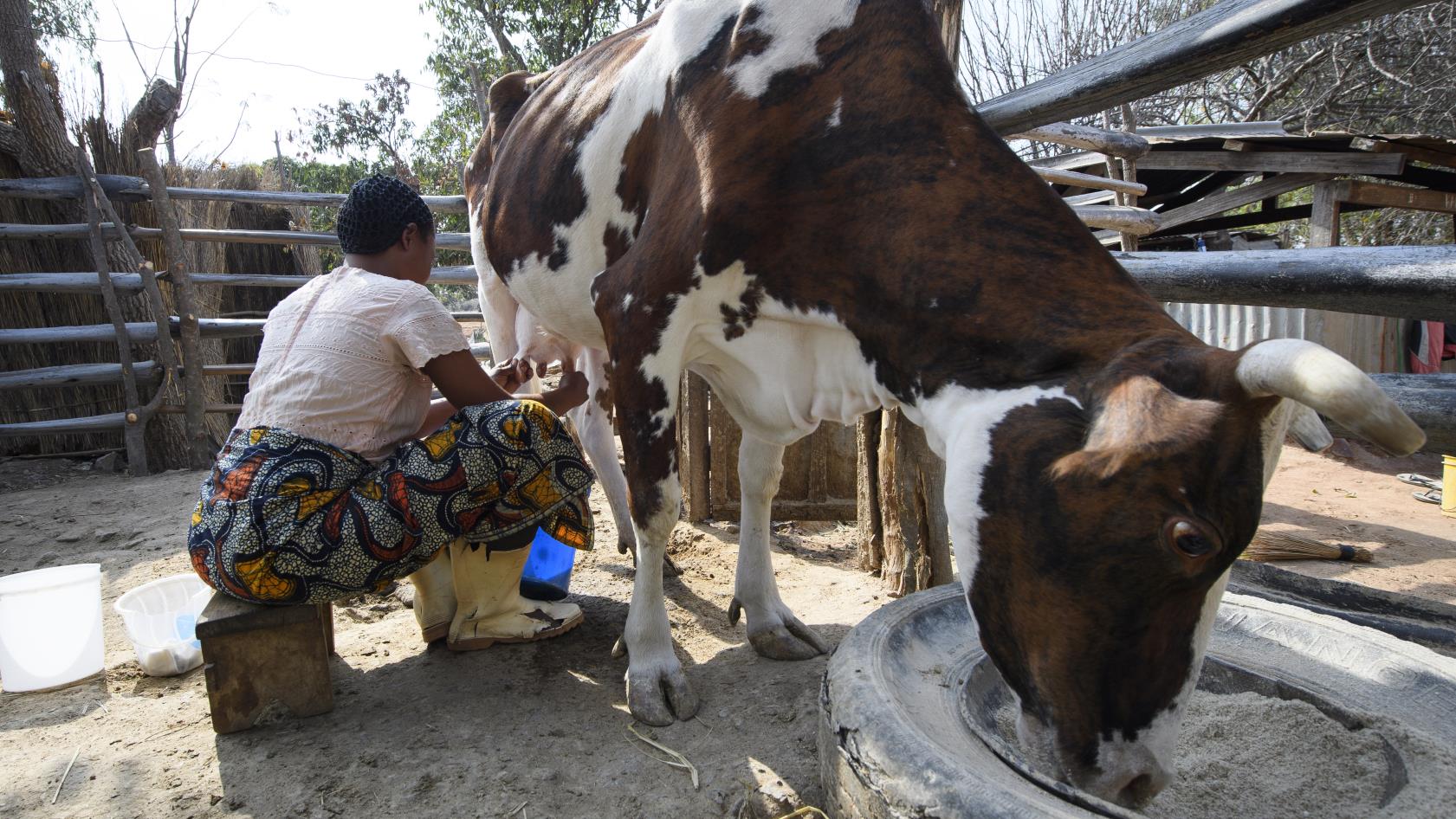 Kvinna sitter på en pall och mjölkar en ko.