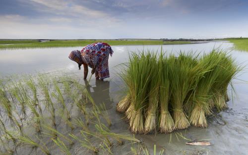 Kvinna står i ett risfält i Bangladesh.