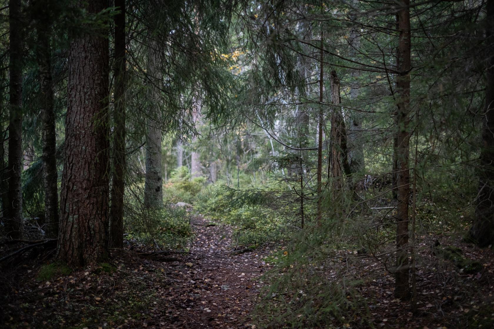 En mörk liten stig i skogen.