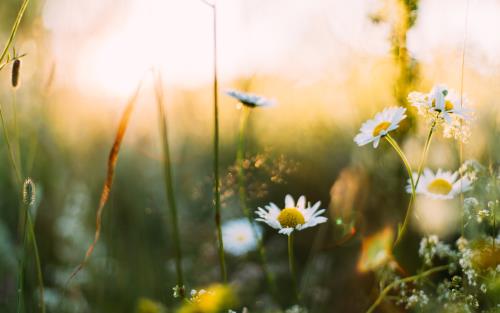 Sommarblommor på en äng.