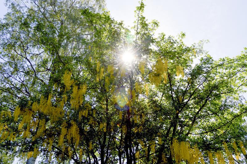 Ett blommande gullregn-träd i motljus.