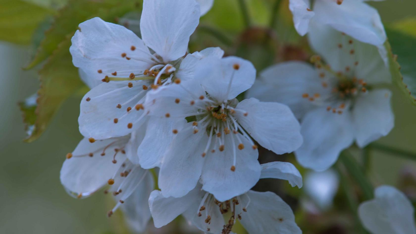 Äppelblomma