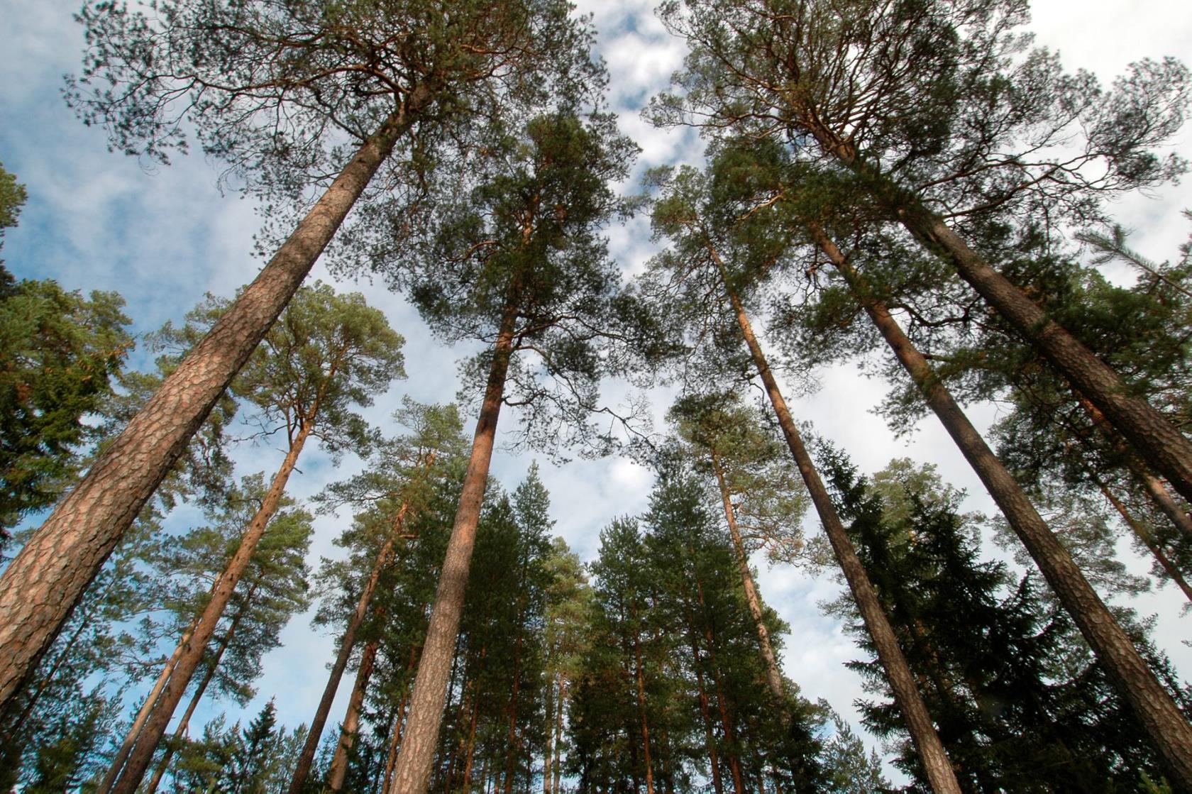 Talltoppar mot en blå himmel