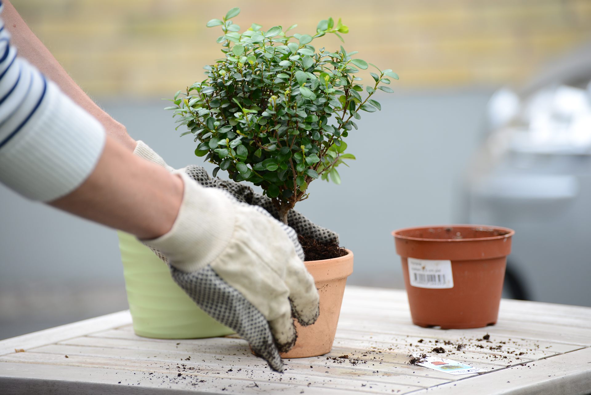 Händer i arbetshandskar som planterar en växt.