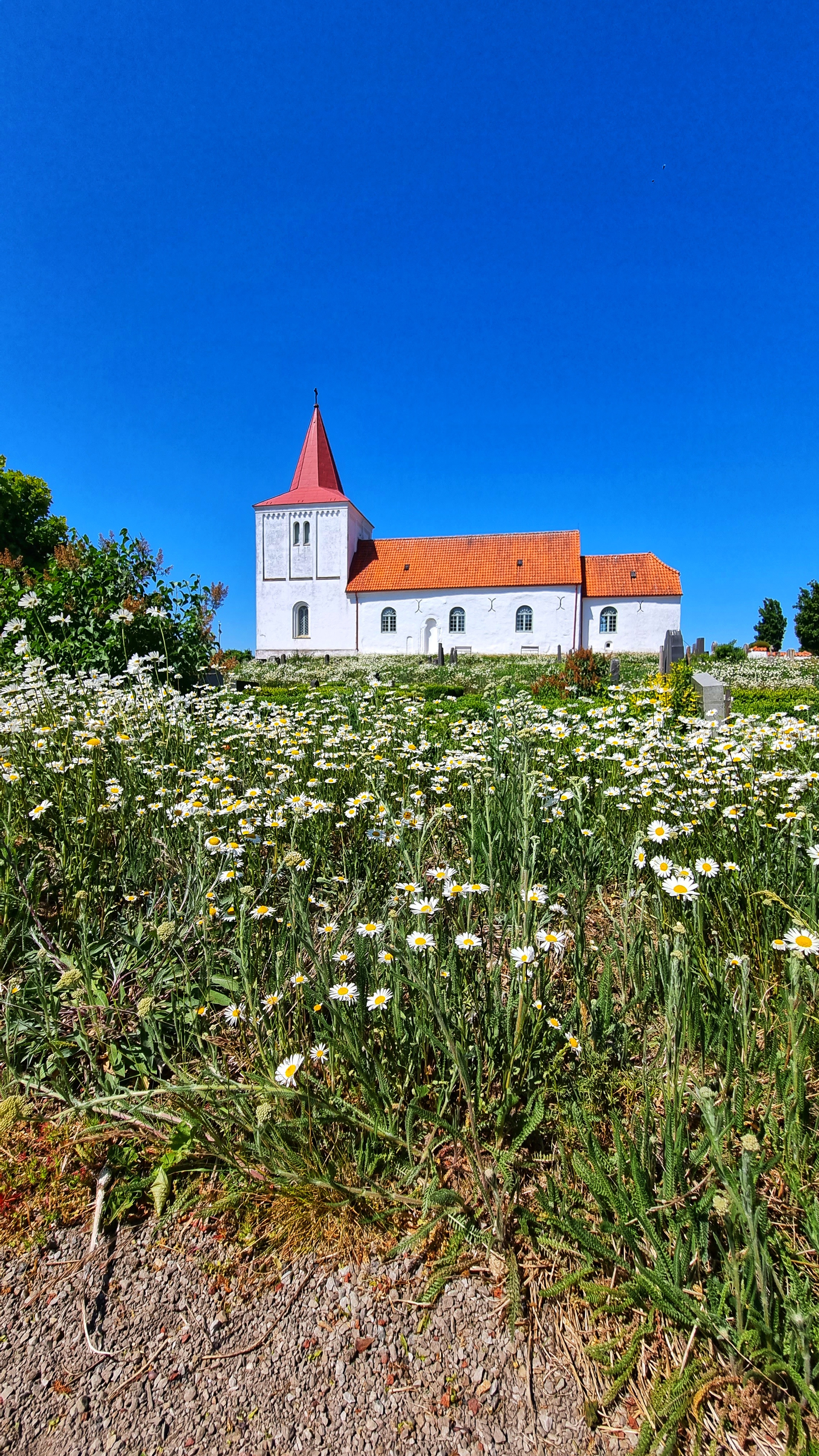 Vita prästkragar på vallarna framför Gärdslövs kyrka. 