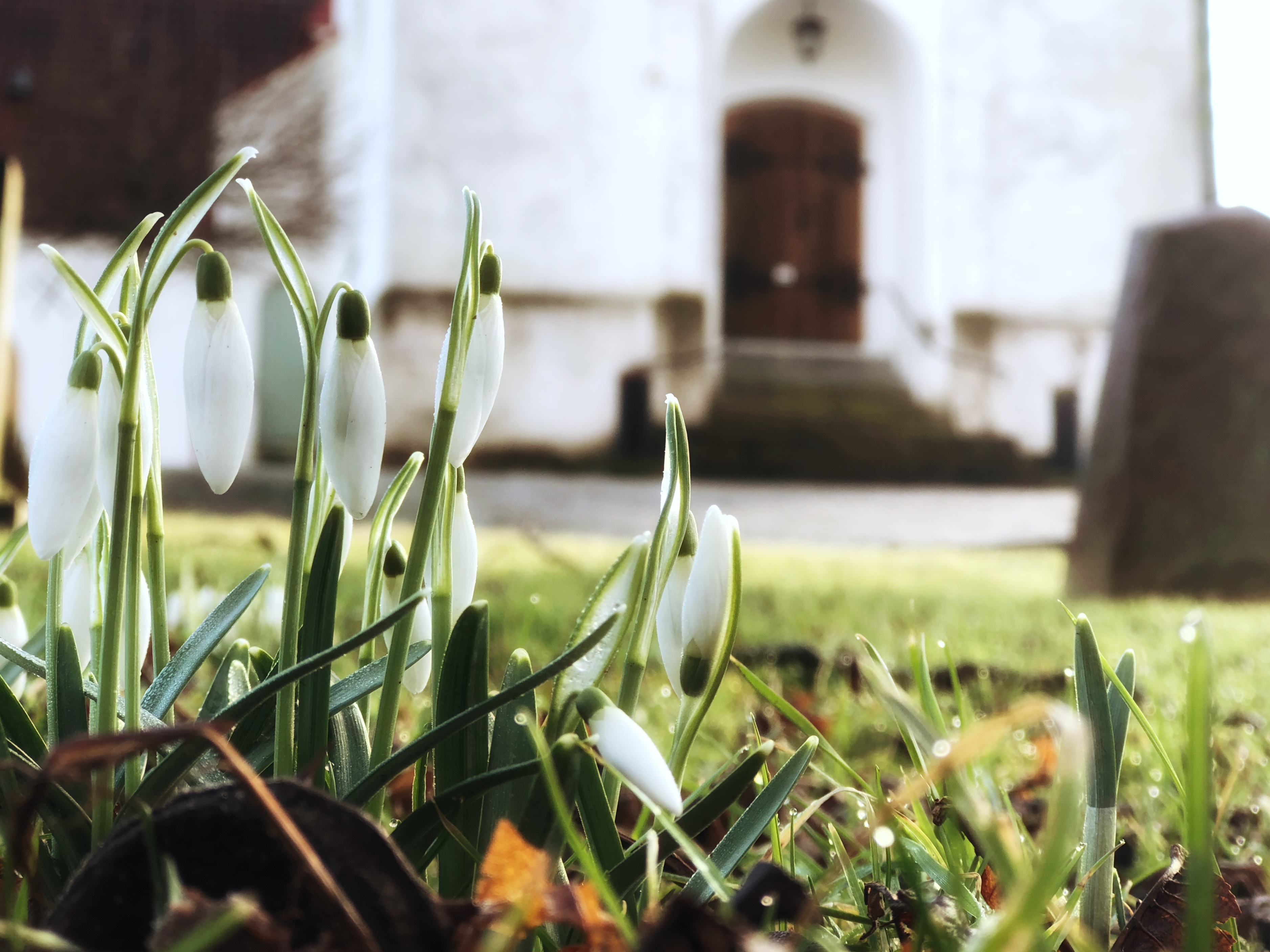 Vita snodroppar i förgrunden. I bakgrunden en suddig kyrkport.