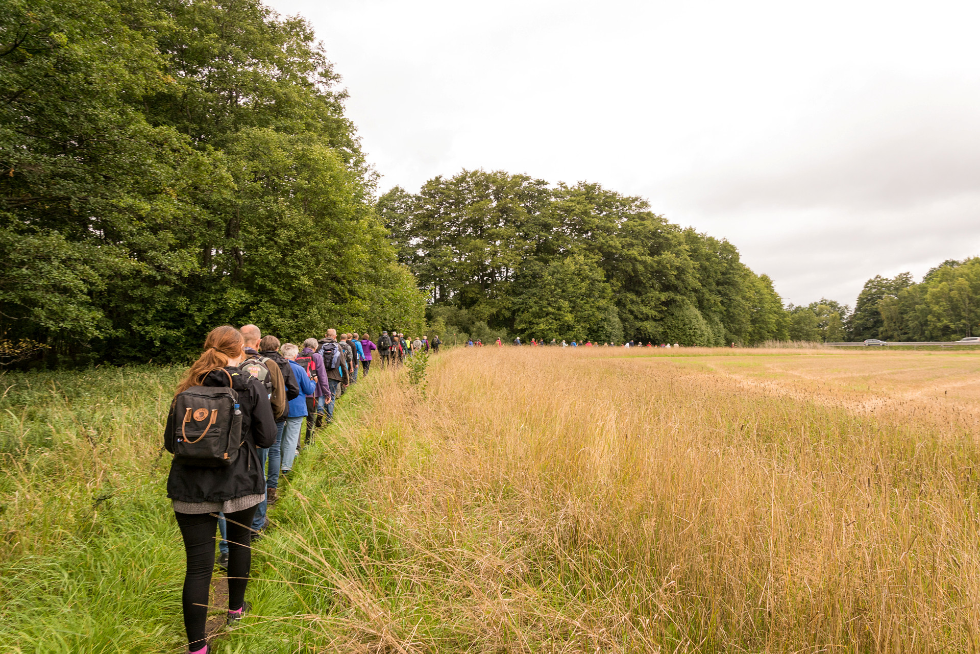 Människor vandrar på led i skogen