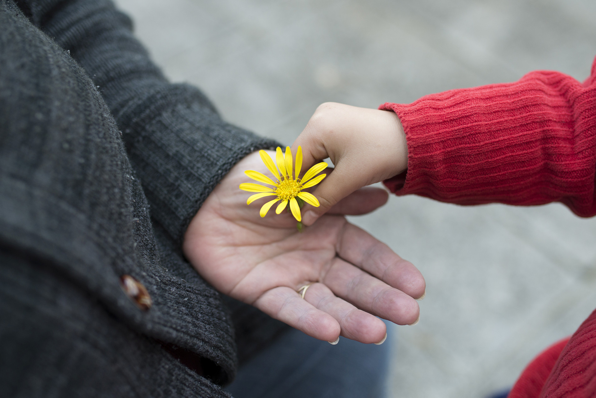 Litet barn lägger gul blomma i en vuxen kvinnas hand.