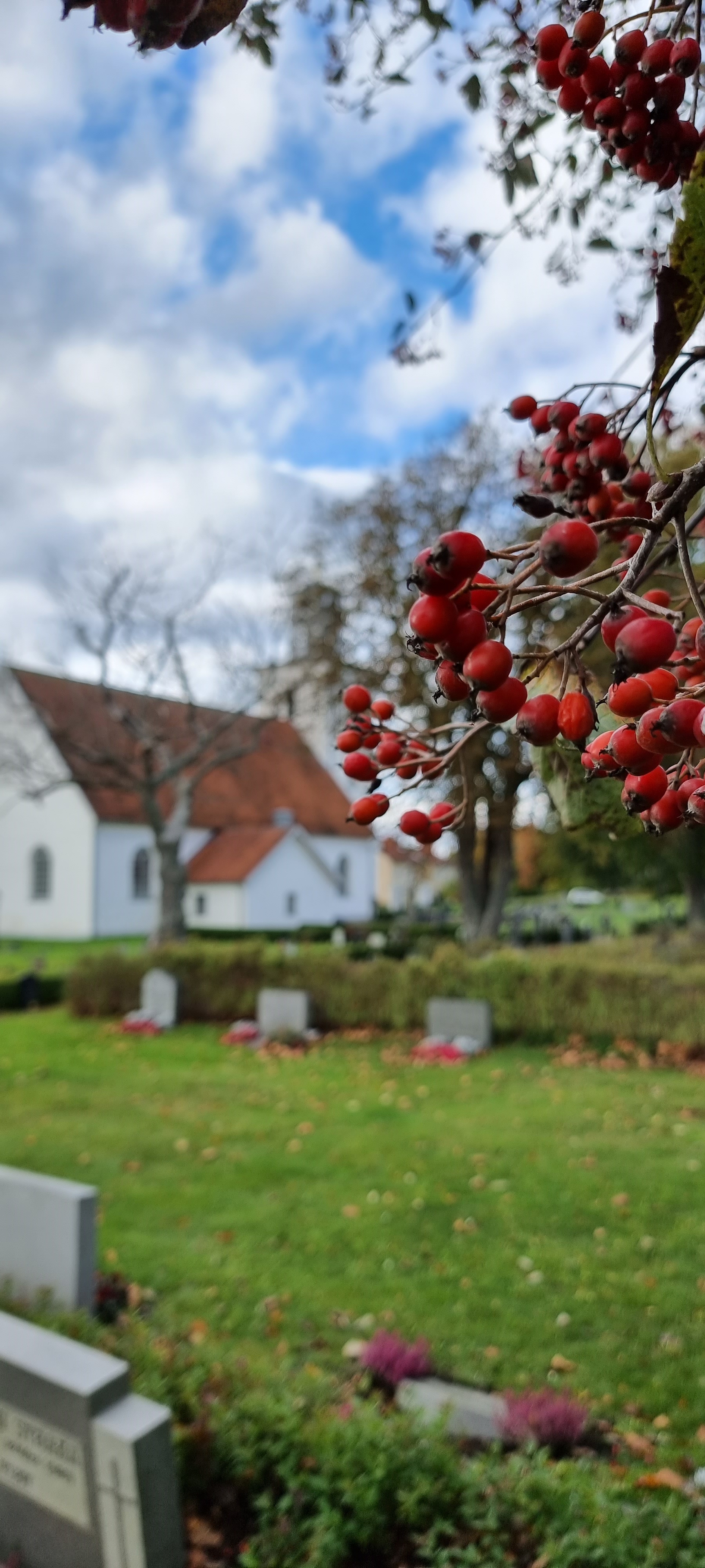 Röda rönnbär i förgrunden och Ryssby kyrka suddig i bakgrunden