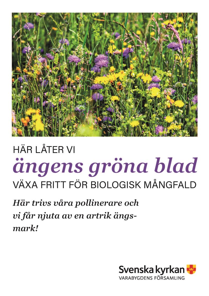 Bild på ängsblommor. Text om ängsmark som viktig för biologisk mångfald.