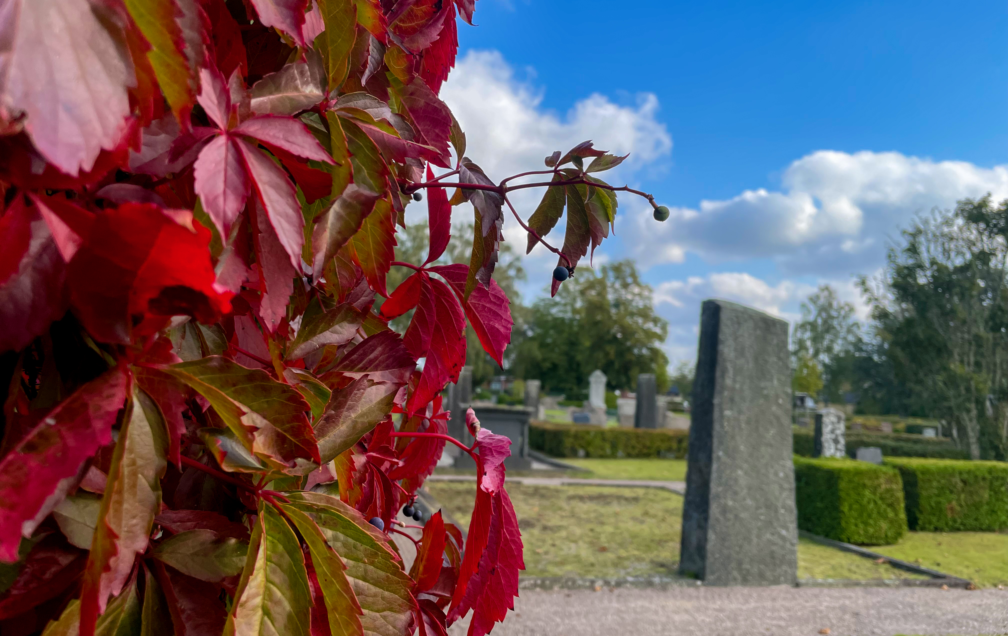 Rött rådhusvin i förgrunden mot kyrkogård i bakgrund med blå himmel.