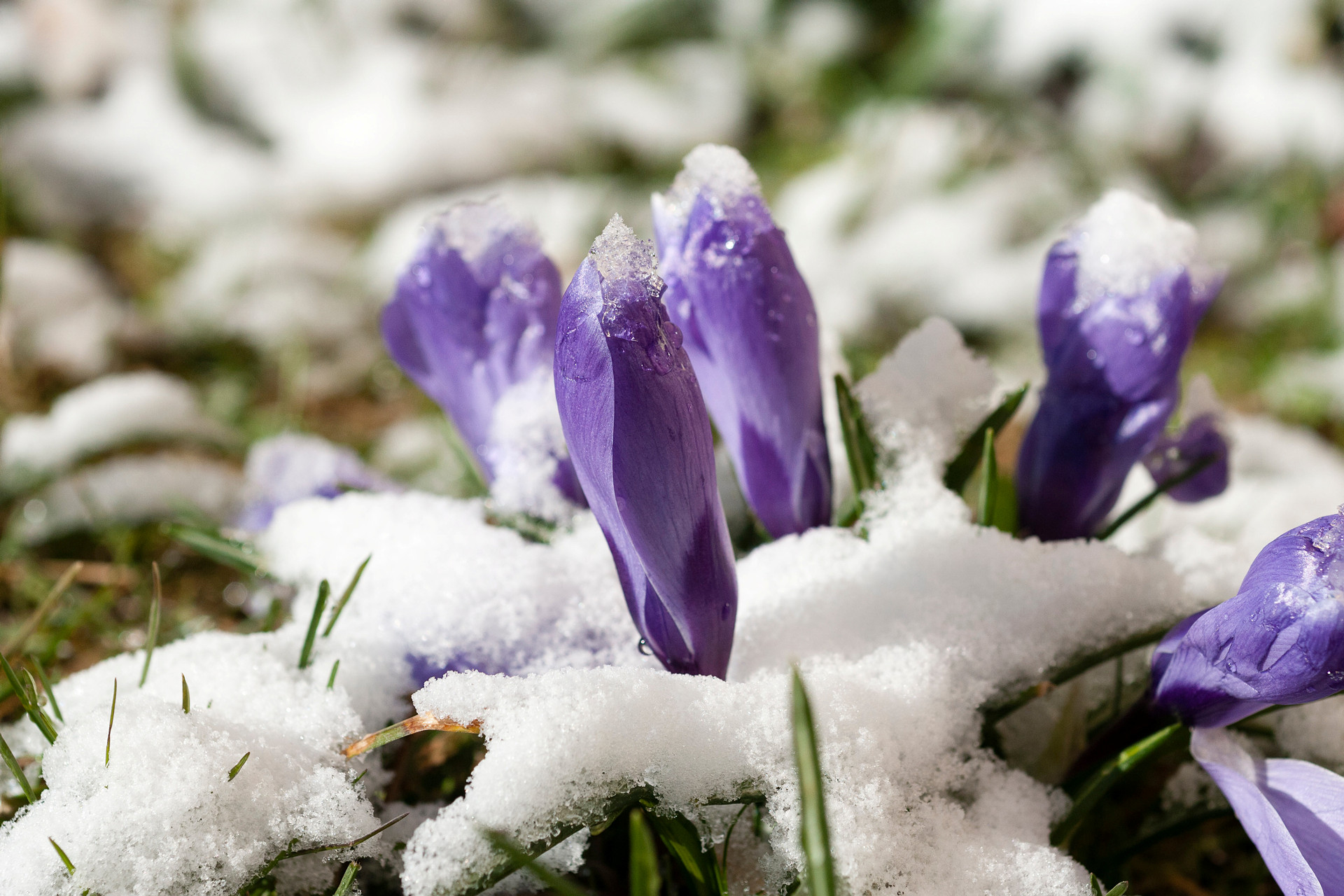 Lila blommor som tränger fram ur ett vitt snötäcke