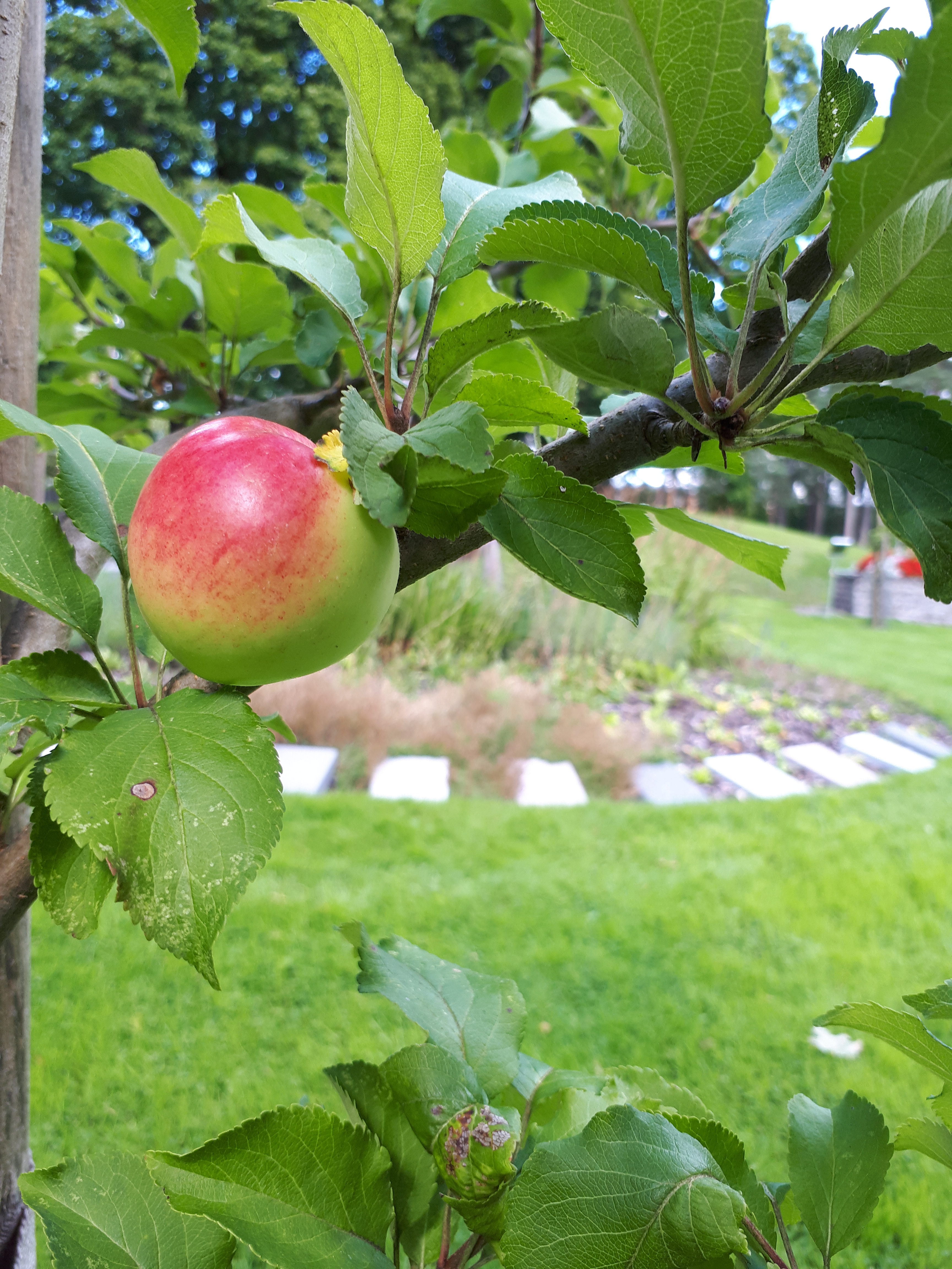 Ett äpple på ett träd på kyrkogården i Boxholm