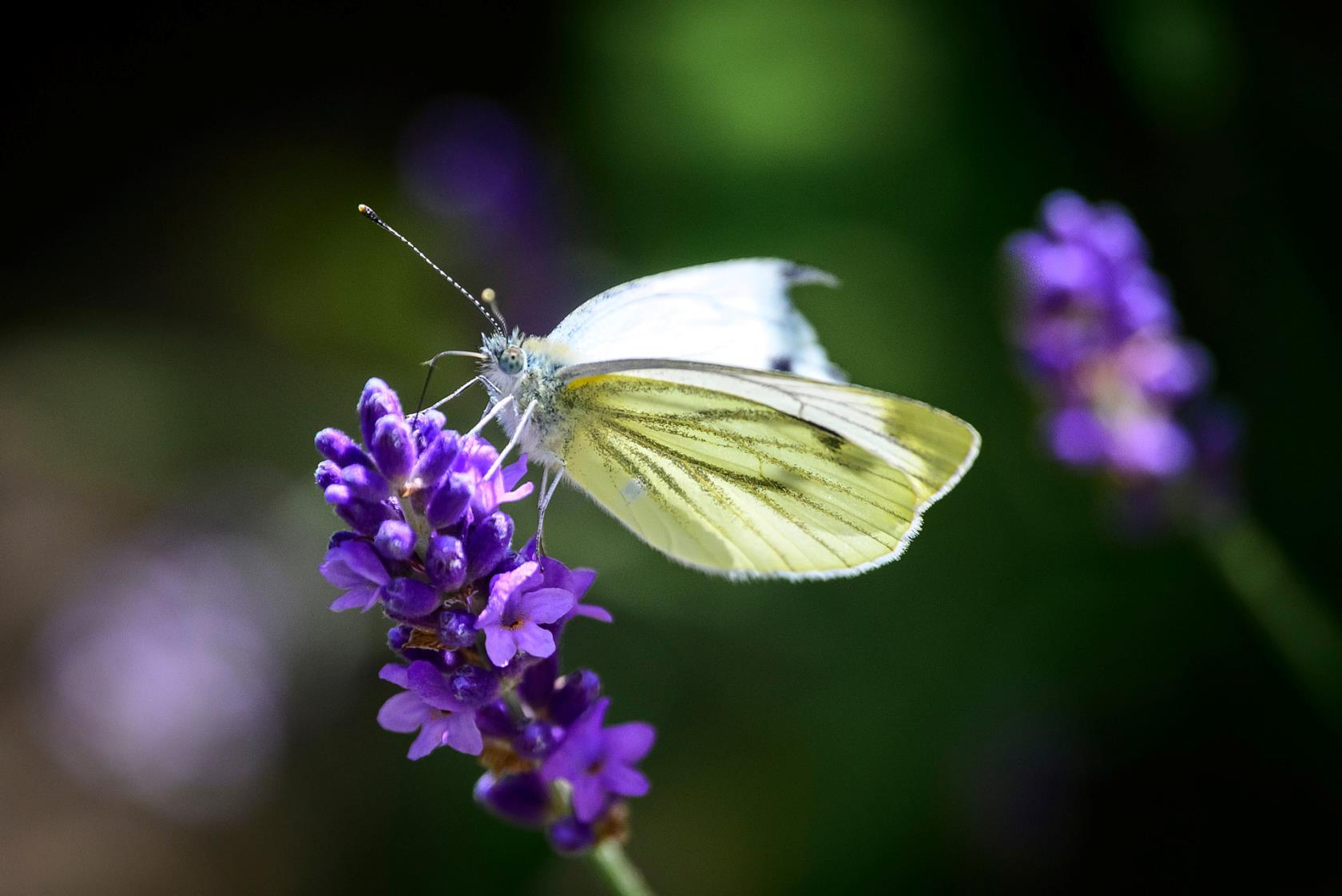 Fjäril på lavendel.