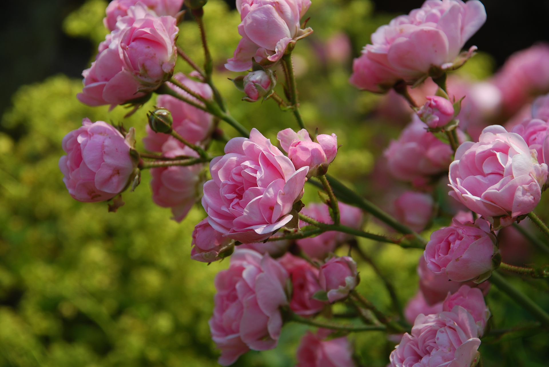 Rosa rosor i Örtagården.