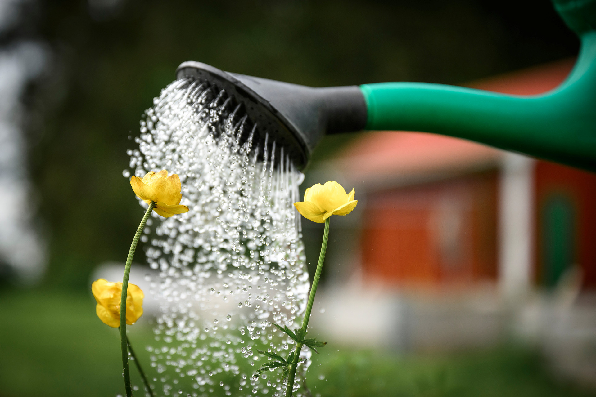 Vattenkanna vattnar gula blommor