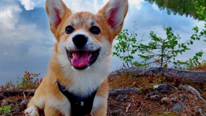 En glad hund sitter på en kulle med en sjö i bakgrunden.