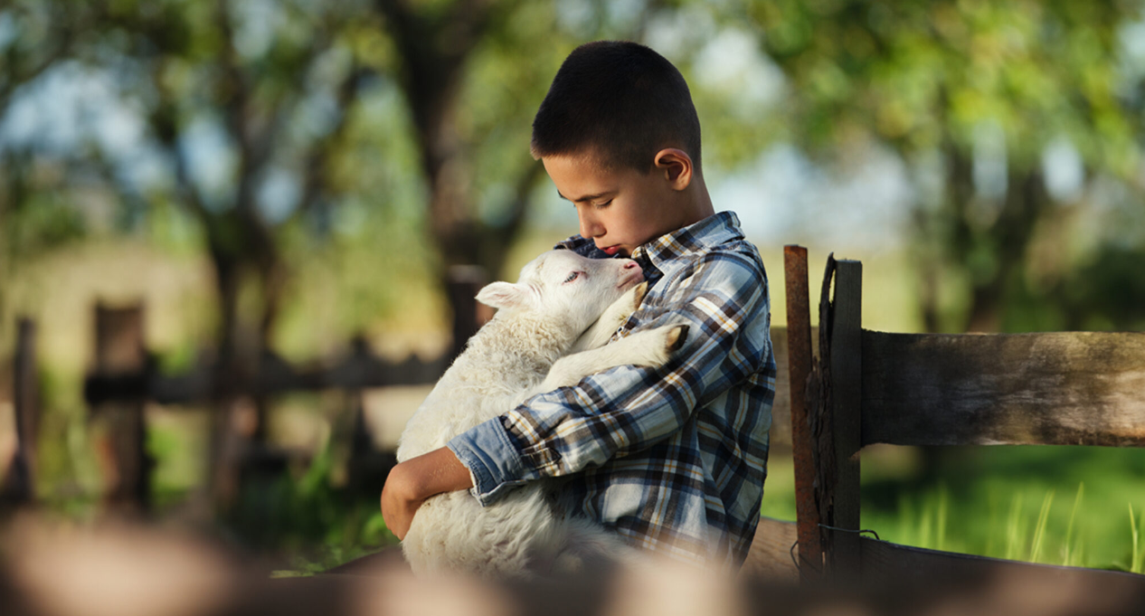 En liten pojke kelar med ett lamm.