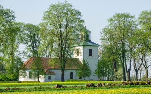Vit putsad äldre kyrka omgiven av nyutslagna träd.