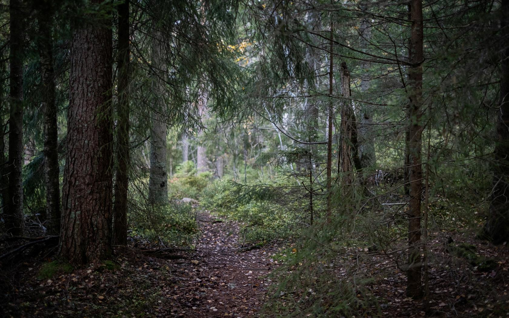 En skog med ett ljus som kommer fram i slutet av bilden.