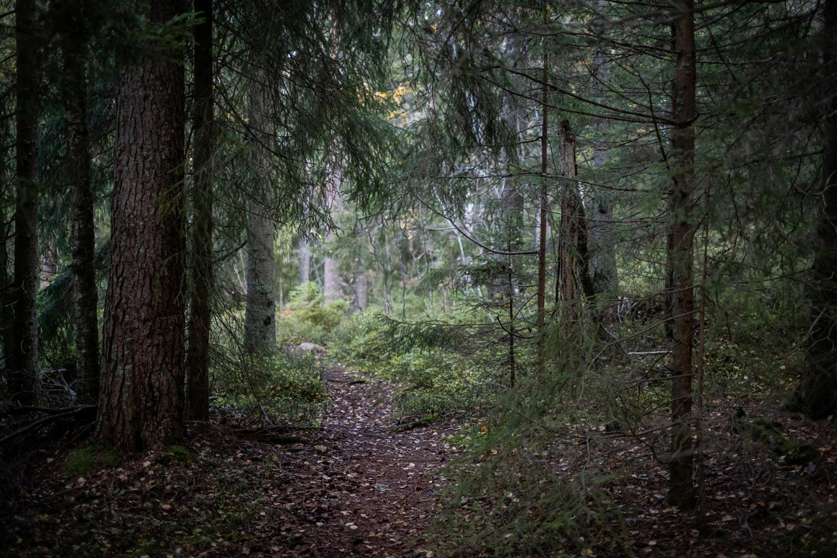 En skog med ett ljus som kommer fram i slutet av bilden.