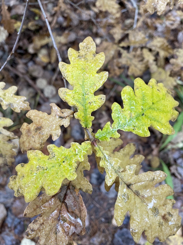 Blad i skogen som är lite blöta.