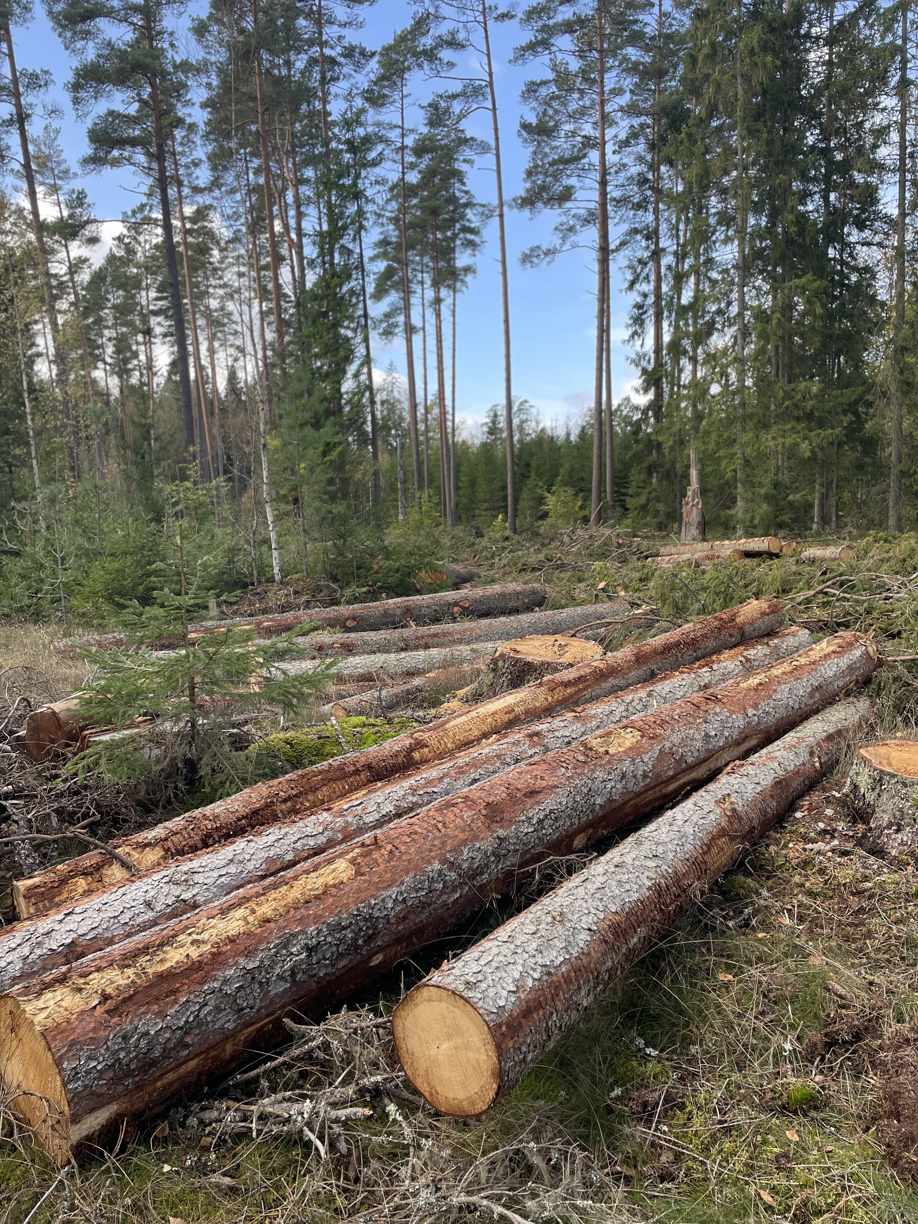 Trädstockar på marken i en skog.