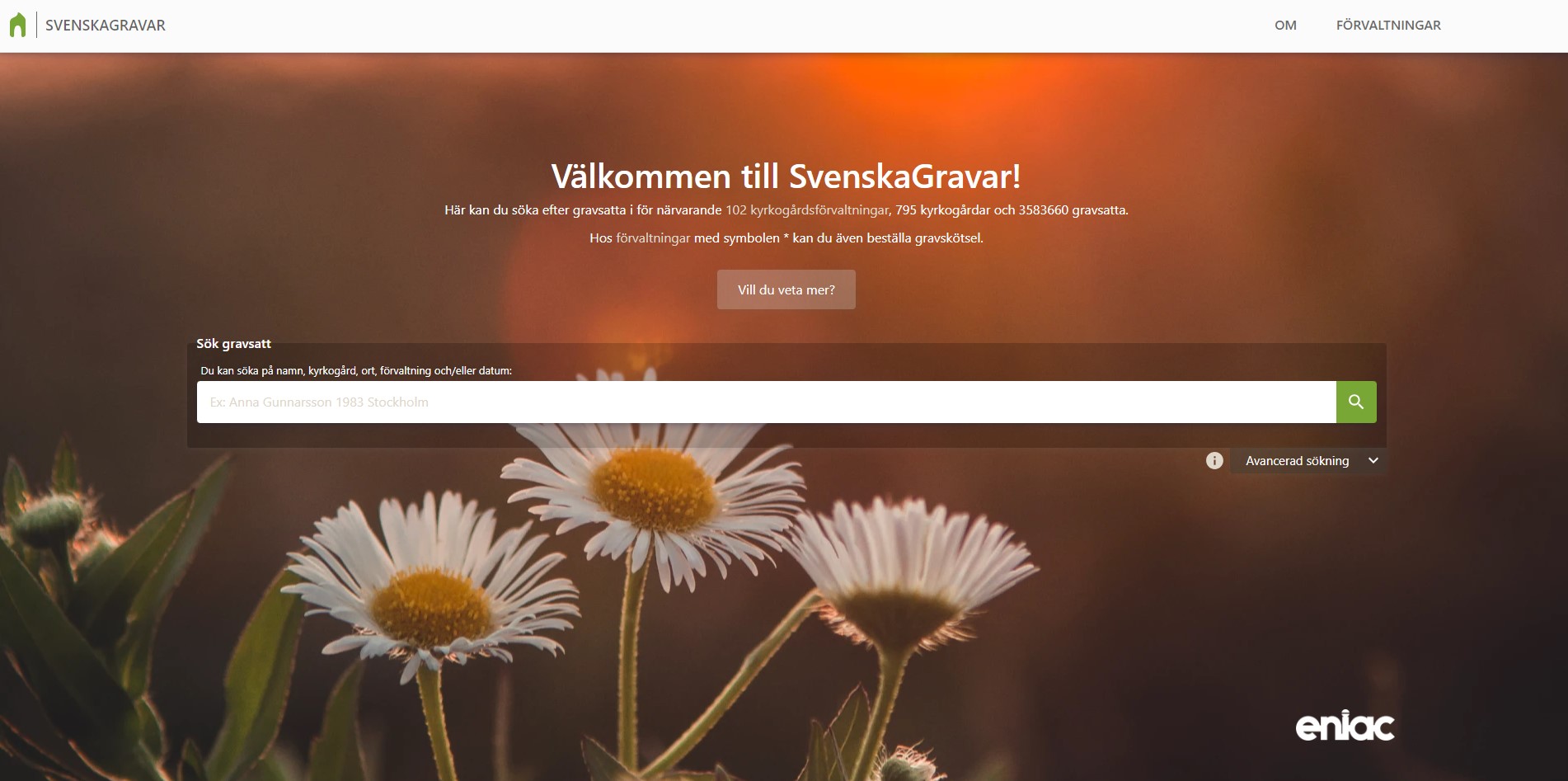 Bild på Svenska gravars hemsidas startsida. I bilden syns en bakgrundsbild på blommor av sorten Prästkrage i ett gyllene ljus. I bild syns också sajtens sökruta där webbesökaren kan söka efter gravsatta.