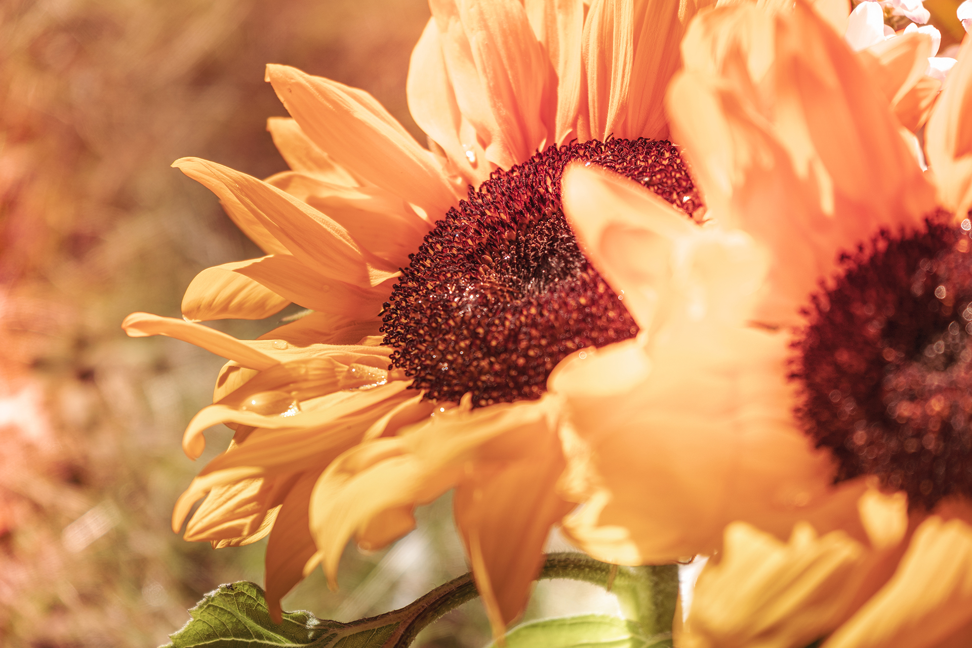 Två gula solrosor i närbild. Blommorna badar i solljus och bilden går i varma toner. En stor vattendroppe gnistrar på tippen av ett blomblad.