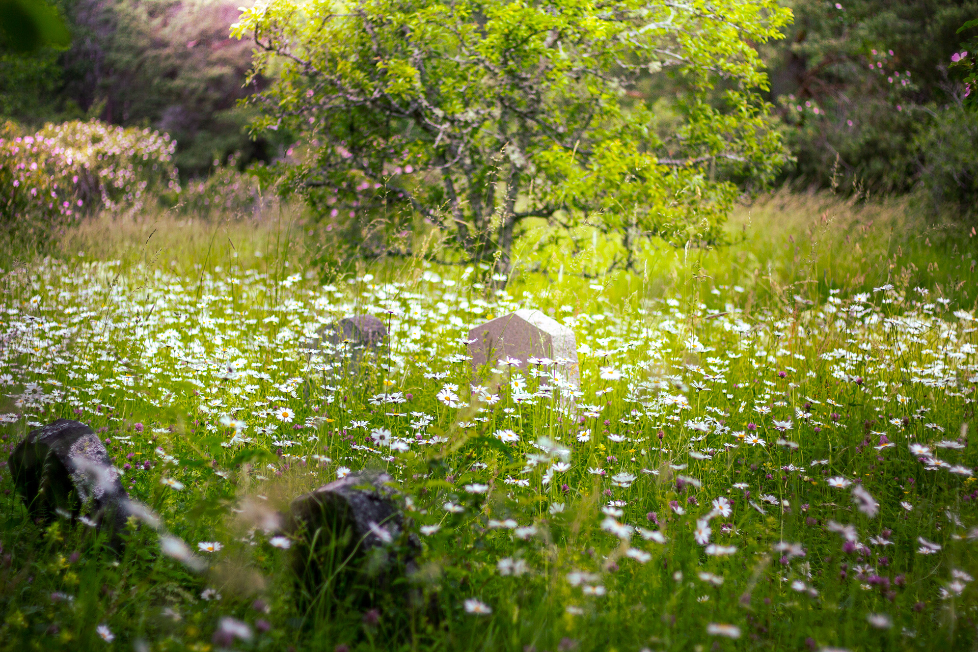 Gravar bland grönskande ängsmark full av blommor. På Berthåga kyrkogård.