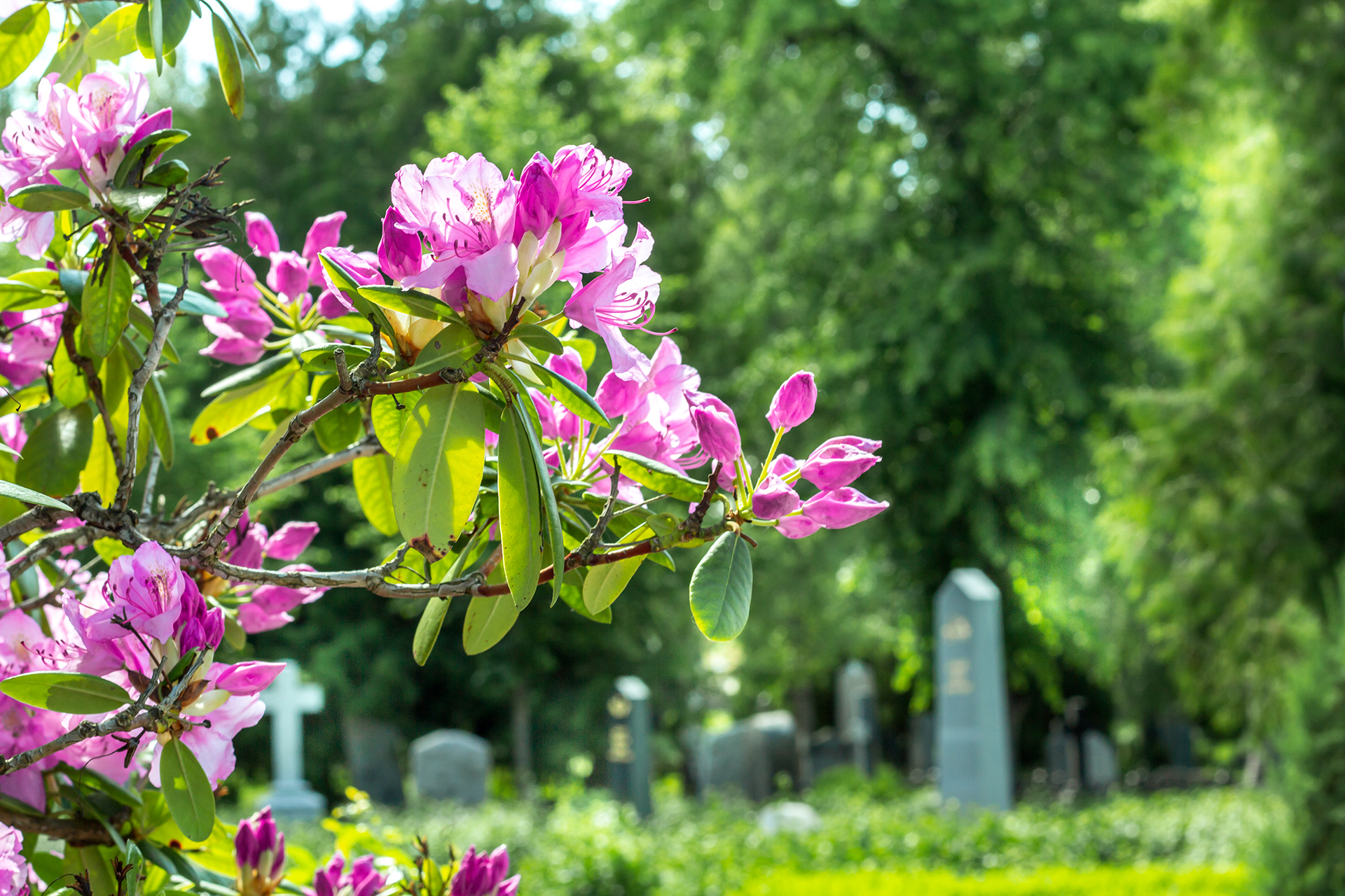 Blommande buske med stora rosa blommor på Gamla kyrkogården i Uppsala
